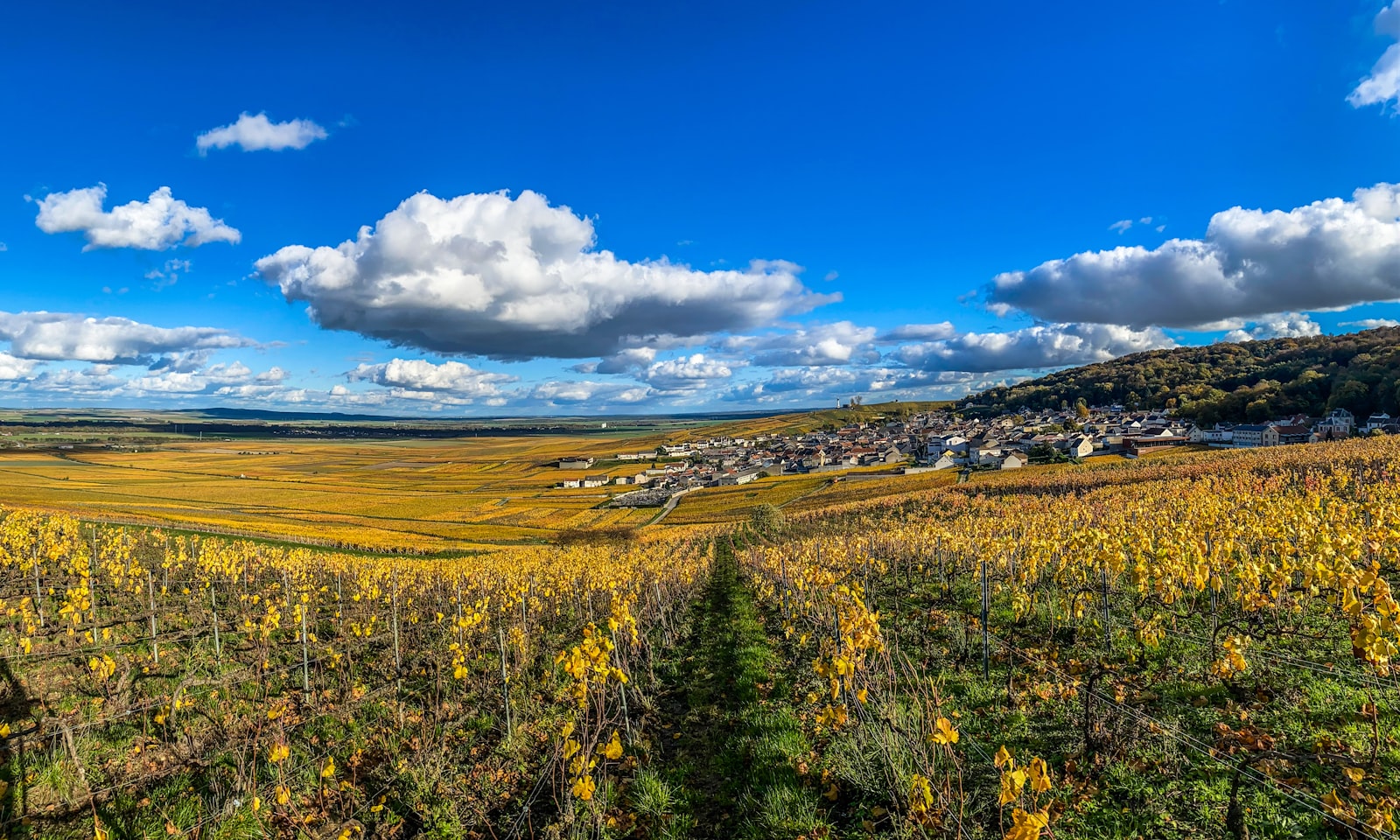 Vignoble en automne
